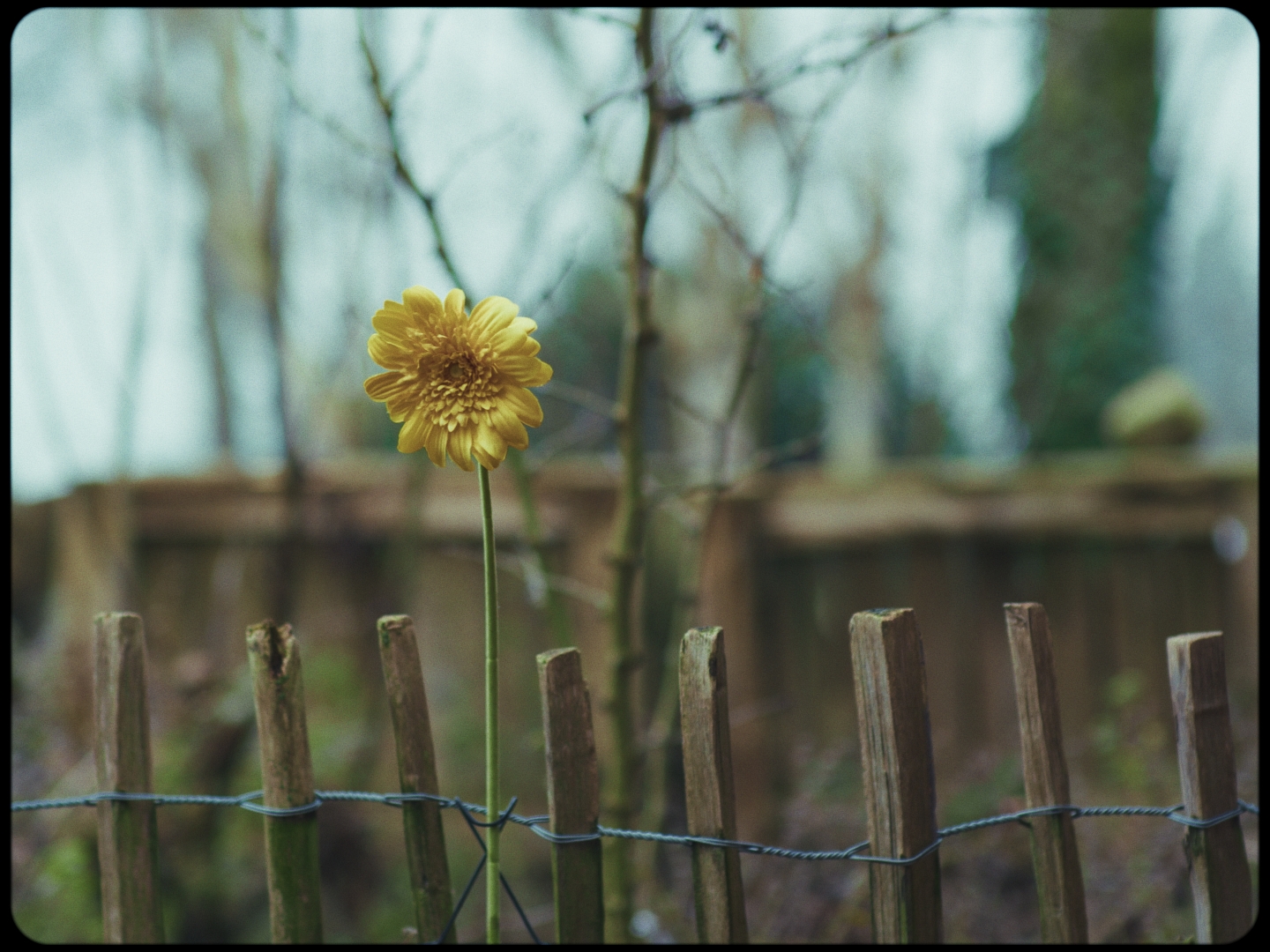 Still 2024-12-30 014152_1.11.1